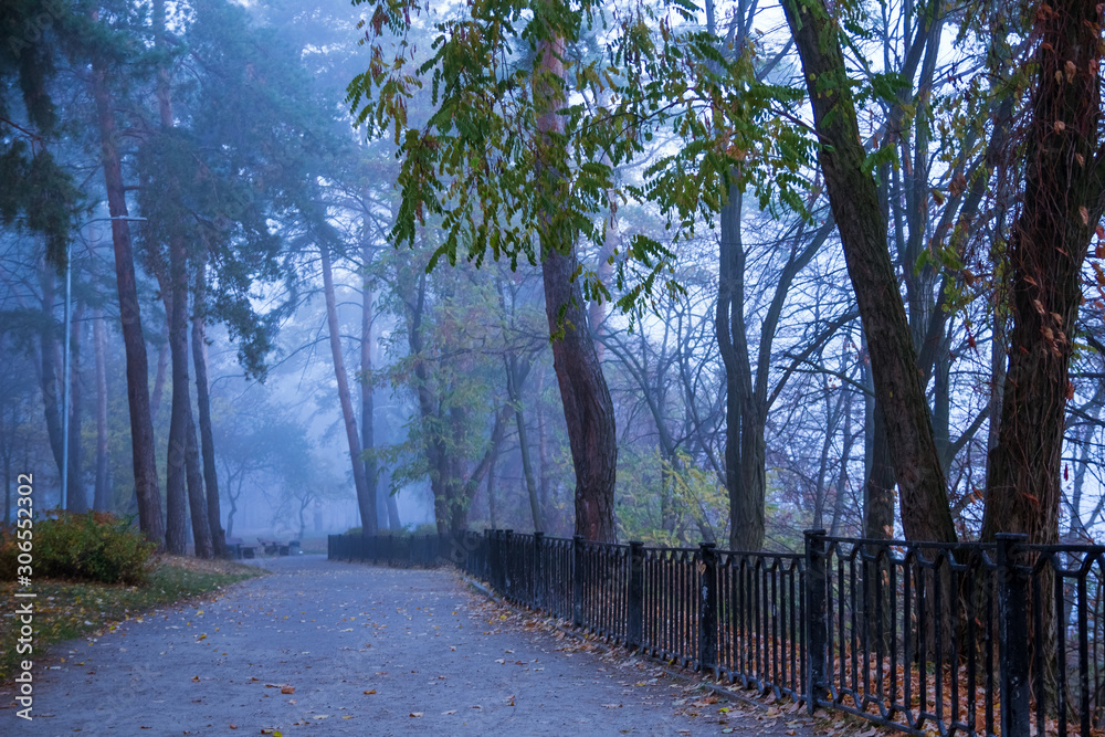 Fototapeta premium orest, tree, road, nature, trees, landscape, autumn, park
