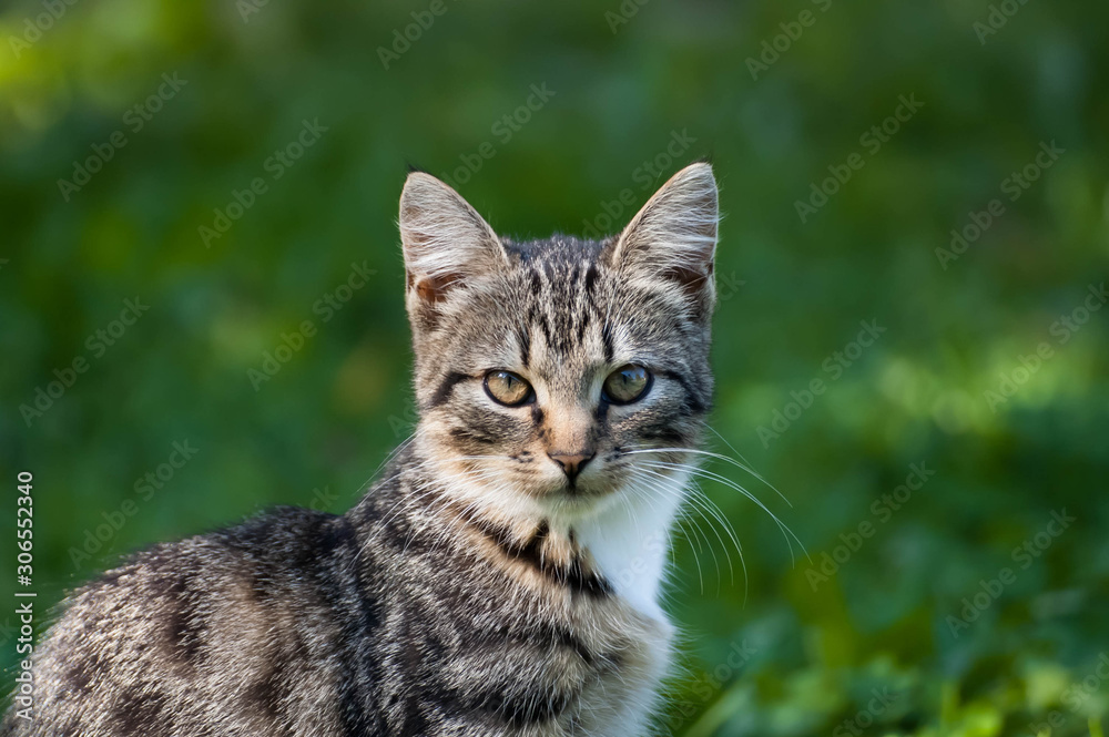 Gray-brown striped kitten with a white breast on a green grass background. Little cute kitten.