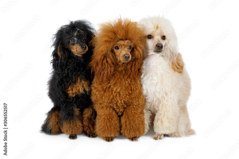 Three Toy Poodle dogs of different colors on a white background Three Toy Poodle dogs of different colors on a white background