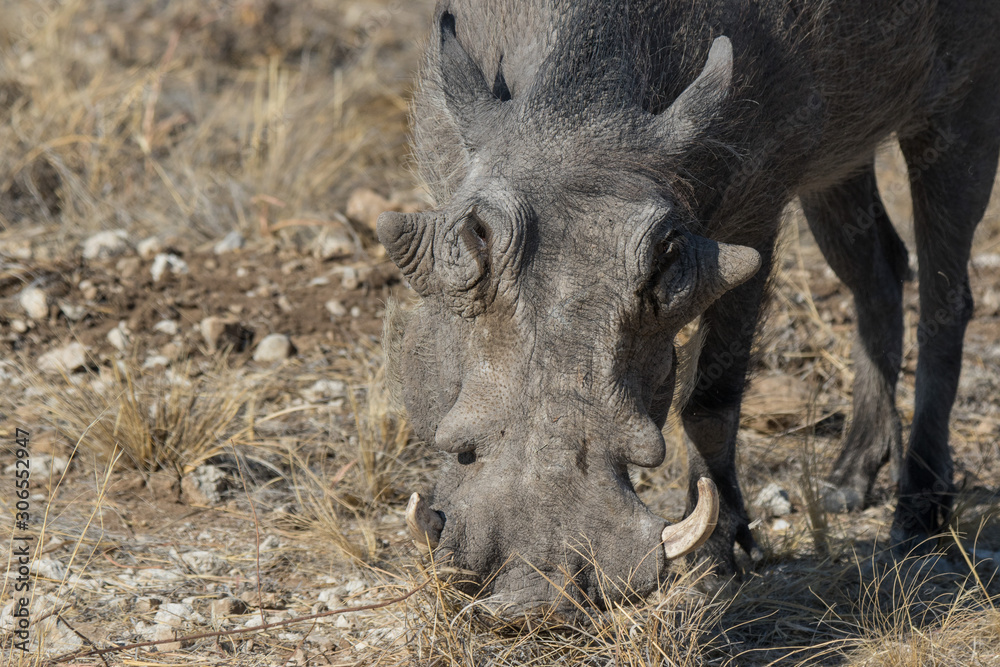 Closeup portrait of common gray warthog with big broken tusks standing in the grass in African savanna. Namibia Closeup portrait of common gray warthog with big broken tusks standing in the grass in African savanna. Namibia