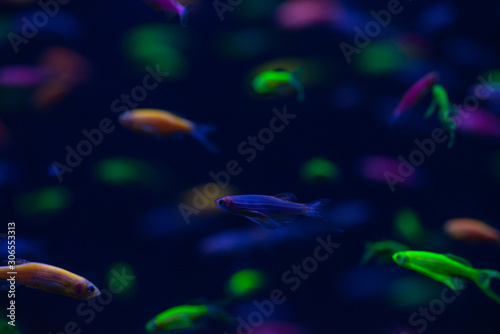 Danio glow fish color nature relax pets home freshwater aquarium