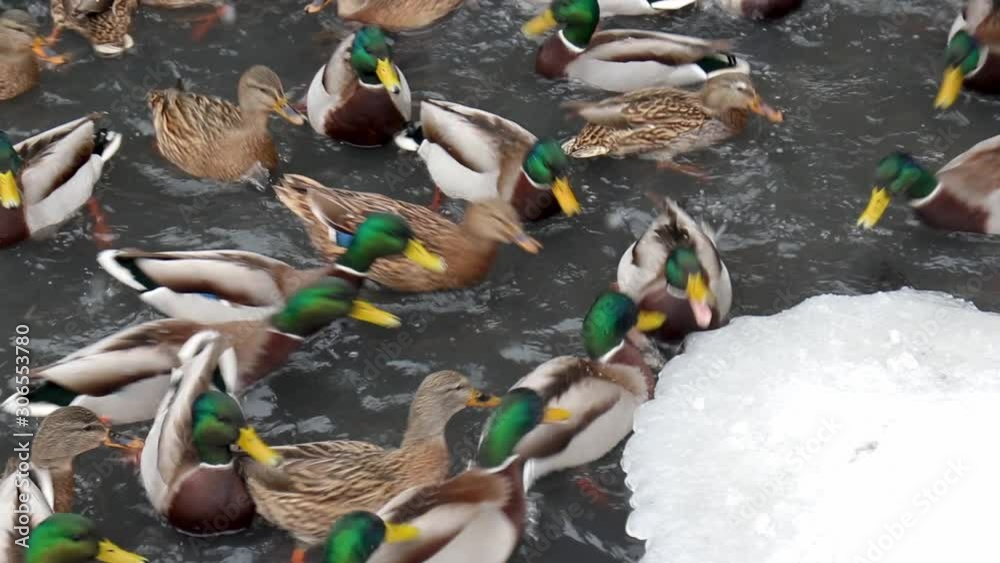Wild ducks arrived on the river in the city and live with city birds. Residents of the city feed the birds, which flock in the cold winter river.