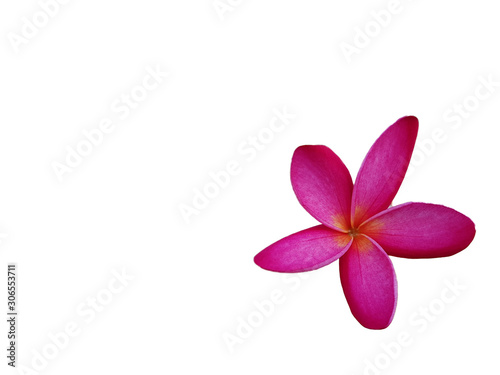 Pink plumeria flowers Fully bloom On a white background