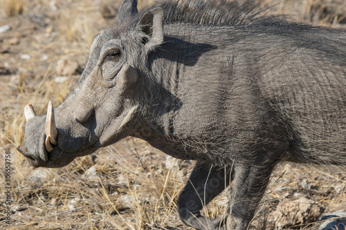 Fotografija Closeup portrait of common gray warthog with big broken tusks standing in the grass in African savanna