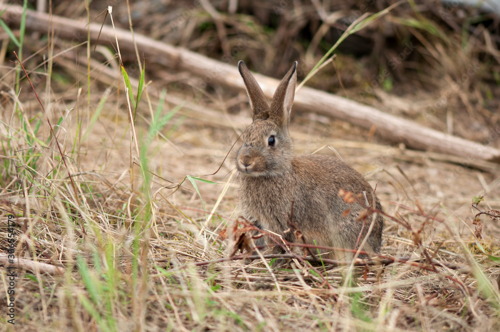 Fototapeta premium hare in natural habit, forest
