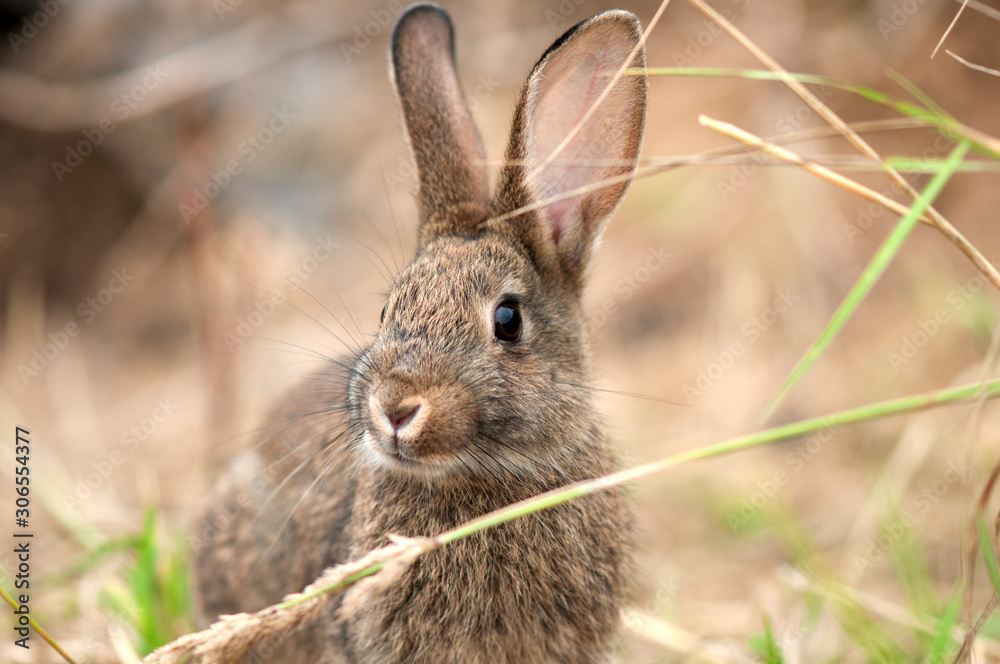 Fototapeta premium hare in natural habit, forest