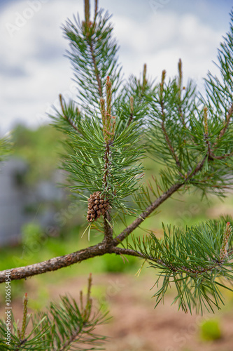 Little pine cone and young shoots on the green pine branch