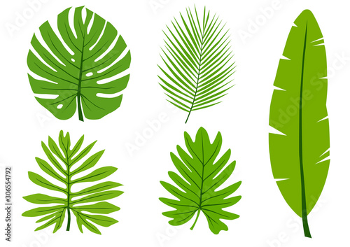 Vector set leaves on white background. monstera leaf,palm leaves,Banana leaf.
