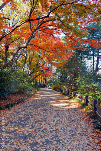 Vibrant Foliage of Japanese maples in Autumn colors with red leaves, Japan