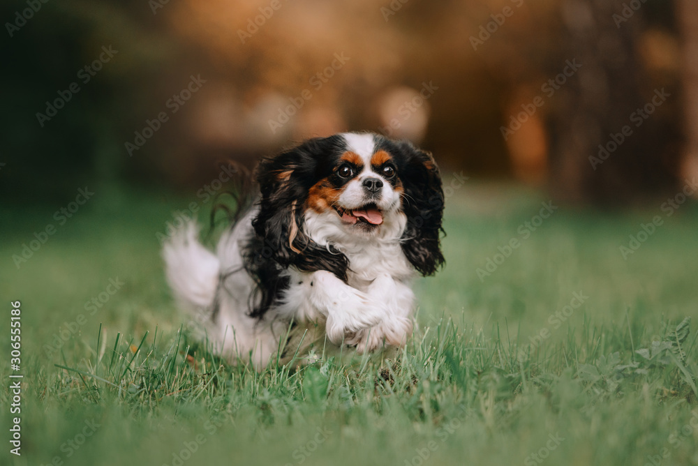happy cavalier king charles spaniel dog running in summer