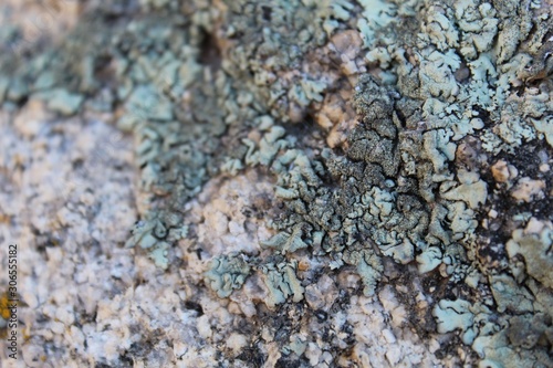 Lichens are a close, long term relationship of fungus and photobiont. They are an example of Symbiosis, and a few of the 145 species found in Joshua Tree National Park grow near Ryan Mountain.