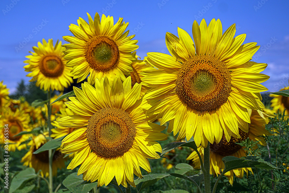 Beautiful bright yellow sunflowers in a field 