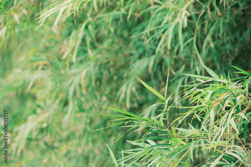 Bamboo forest nature park. Garden natural background.