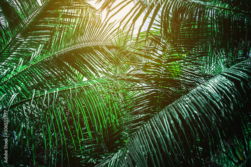 Coconut palm leaves perspective view , tropical palm leaves background © Nabodin