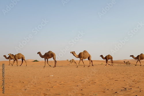 A herd of Arabian camels journey in the desert. Riyadh, Saudi Arabia