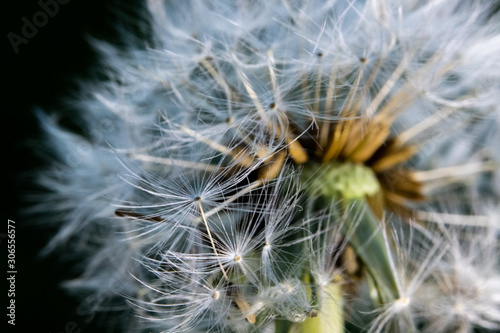 macro photo of dandelion (Taraxacum officinale) seed on black background. close up flower.