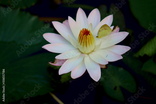 butterfly on lotus