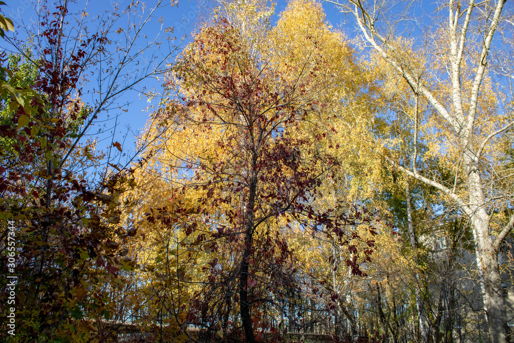 Maple trees near birch trees on a sunny autumn day Maple trees near birch trees on a sunny autumn day