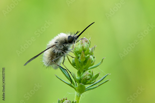 Some insects, bee, catelerpilar, and others