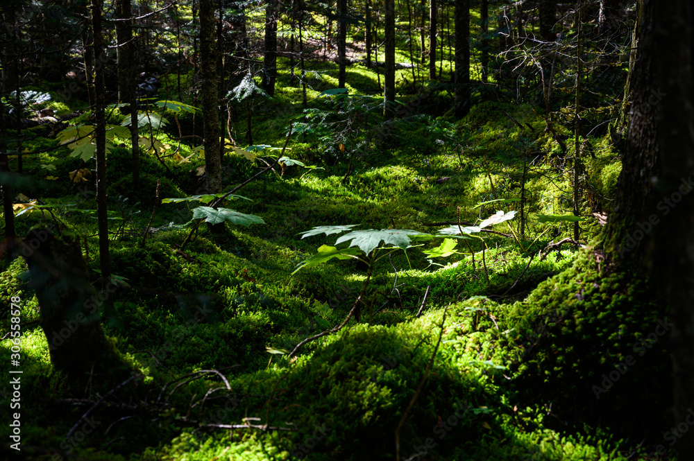 Fototapeta premium Mount Robson Provincial Park