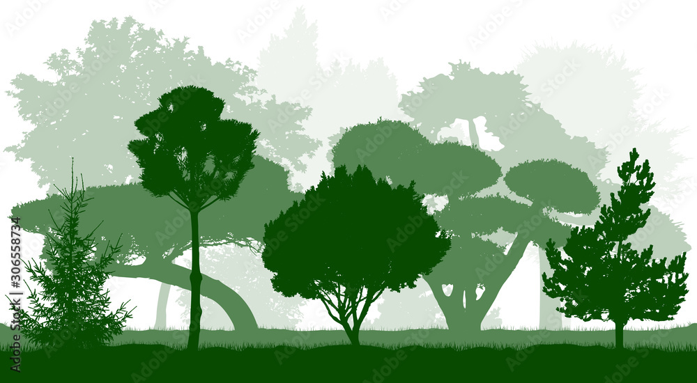 Fototapeta premium Botanical garden. Ornamental trees silhouettes. Vector illustration.