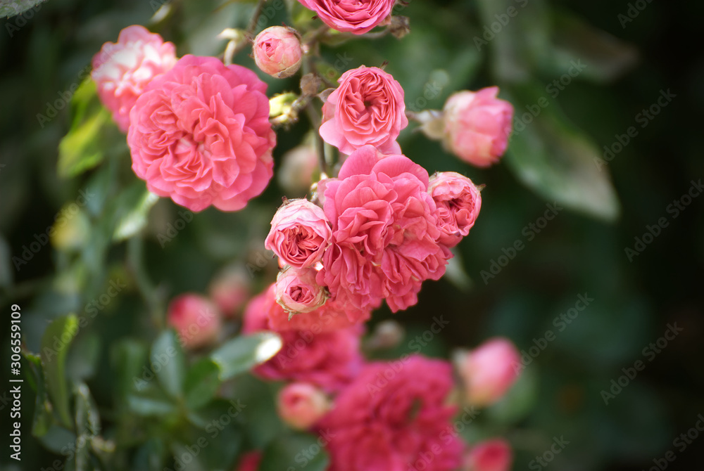 Beautiful climbing roses in summer Beautiful climbing roses in summer