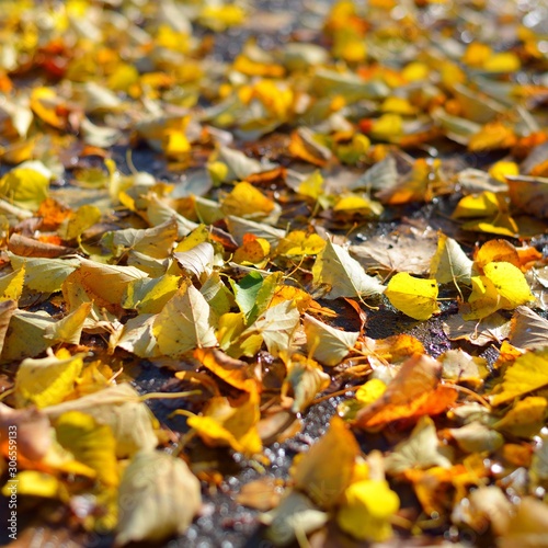 Side view of yellow autumn leaves scattered on asphalt. Shallow depth of field photo