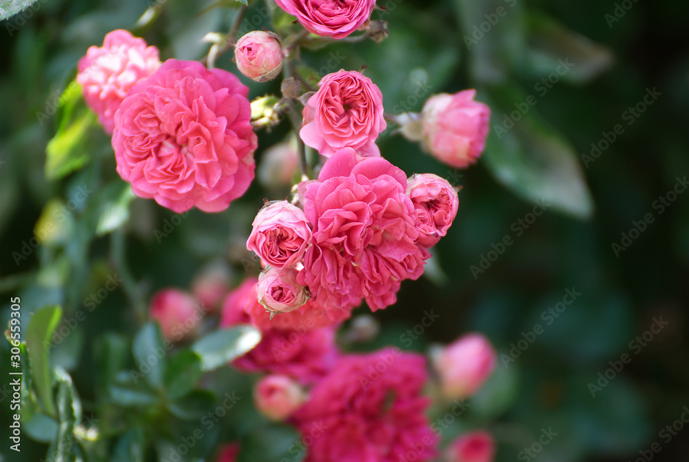 Beautiful pink roses climbing in spring Beautiful pink roses climbing in spring