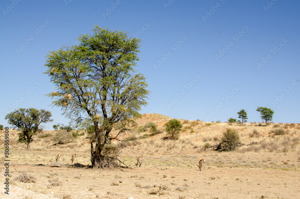 Springbok, Antidorcas marsupialis, Parc national Kalahari Gemsbok, parc transfrontalier de Kgalagadi, Afrique du Sud