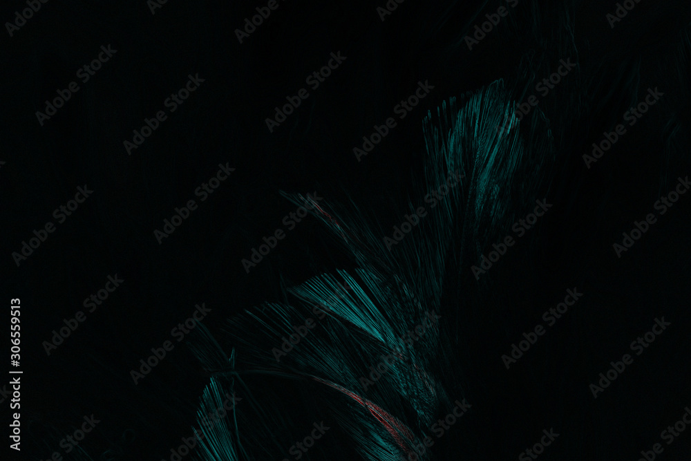 Obraz premium Abstract art of beautiful paint of feather for texture background and design,Colorful and fancy colored