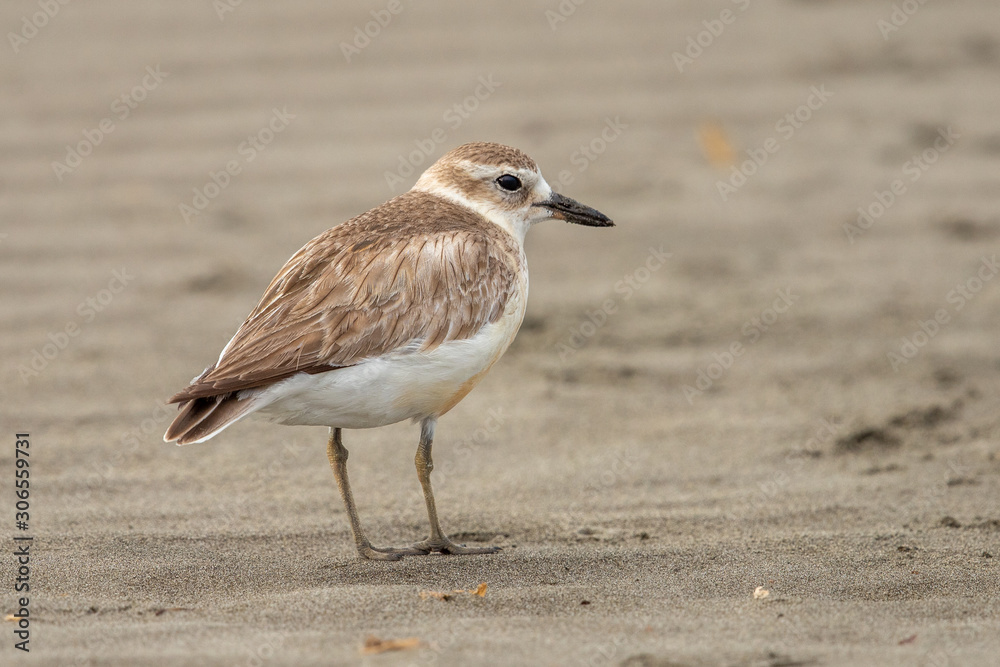 New Zealand Dotterel New Zealand Dotterel