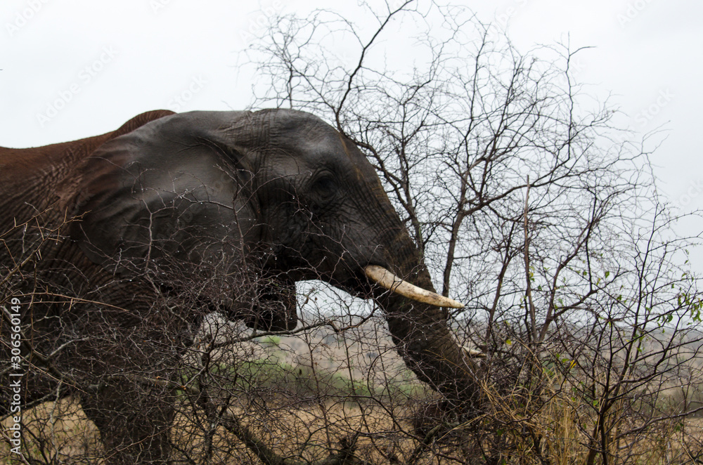 Fototapeta premium Eléphant d'Afrique, Loxodonta africana, Parc national Kruger, Afrique du Sud