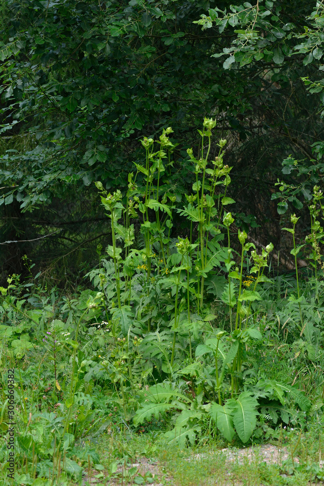 Kohl-Kratzdistel (Cirsium oleraceum) Kohl-Kratzdistel (Cirsium oleraceum)