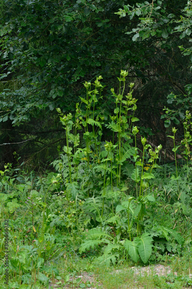 Kohl-Kratzdistel (Cirsium oleraceum)