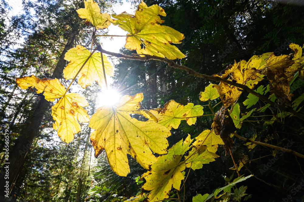 Obraz premium Mount Robson Provincial Park