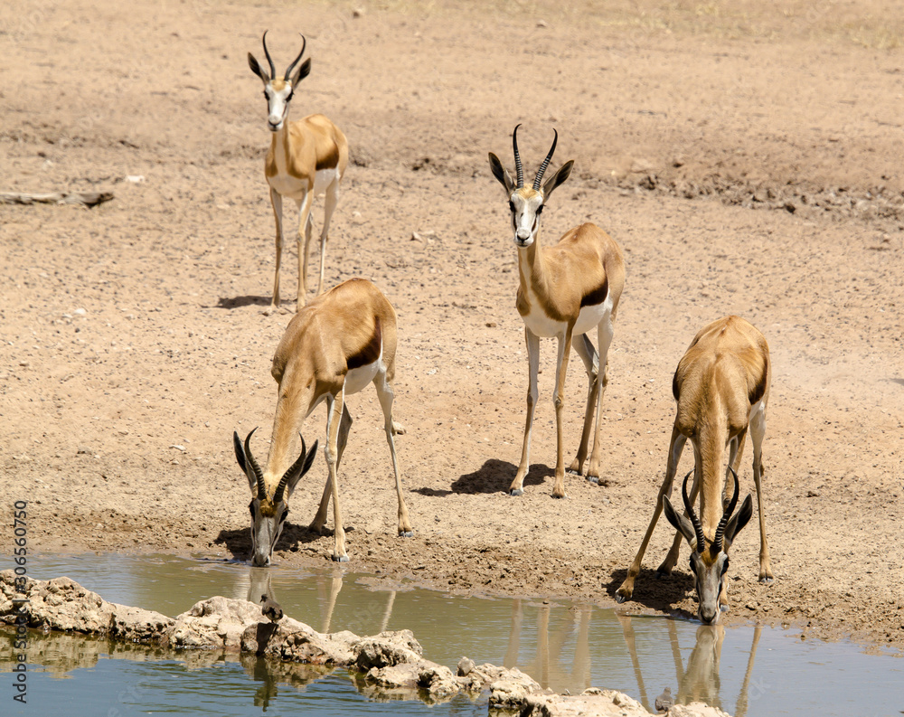 Springbok, Antidorcas marsupialis, Parc national Kalahari Gemsbok, parc transfrontalier de Kgalagadi, Afrique du Sud Springbok, Antidorcas marsupialis, Parc national Kalahari Gemsbok, parc transfrontalier de Kgalagadi, Afrique du Sud