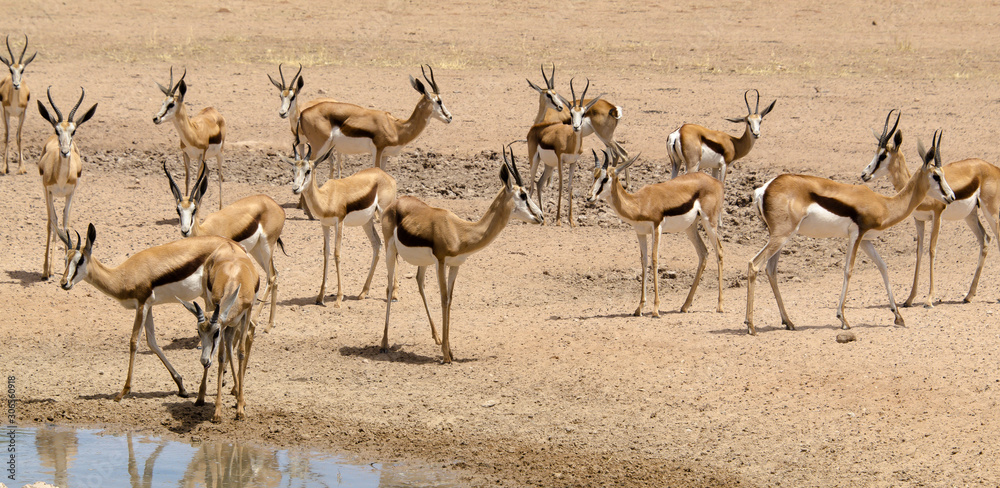 Springbok, Antidorcas marsupialis, Parc national Kalahari Gemsbok, parc transfrontalier de Kgalagadi, Afrique du Sud