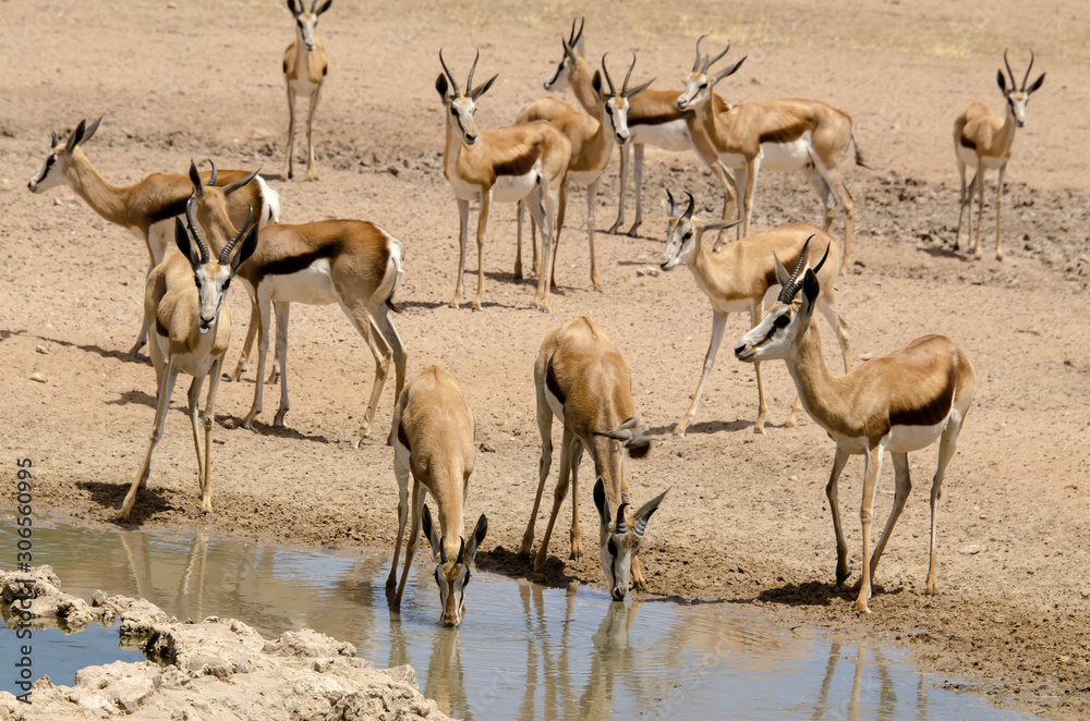 Springbok, Antidorcas marsupialis, Parc national Kalahari Gemsbok, parc transfrontalier de Kgalagadi, Afrique du Sud Springbok, Antidorcas marsupialis, Parc national Kalahari Gemsbok, parc transfrontalier de Kgalagadi, Afrique du Sud