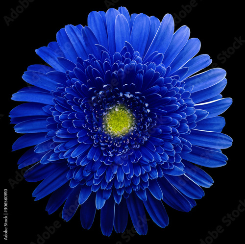 gerbera flower blue. Flower isolated on black background. No shadows with clipping path. Close-up. Nature