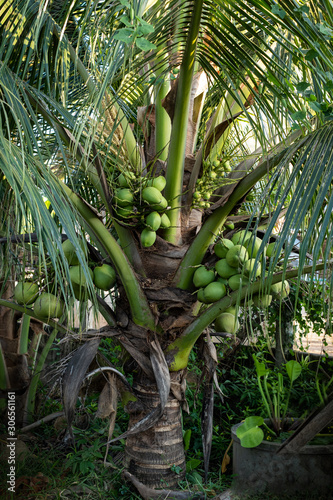  fresh coconuts cluster on the coconut tree