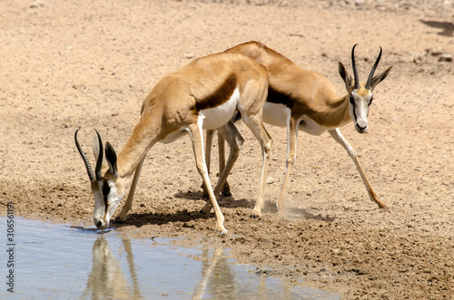 Springbok  Antidorcas marsupialis  Parc national Kalahari Gemsbok  parc transfrontalier de Kgalagadi  Afrique du Sud