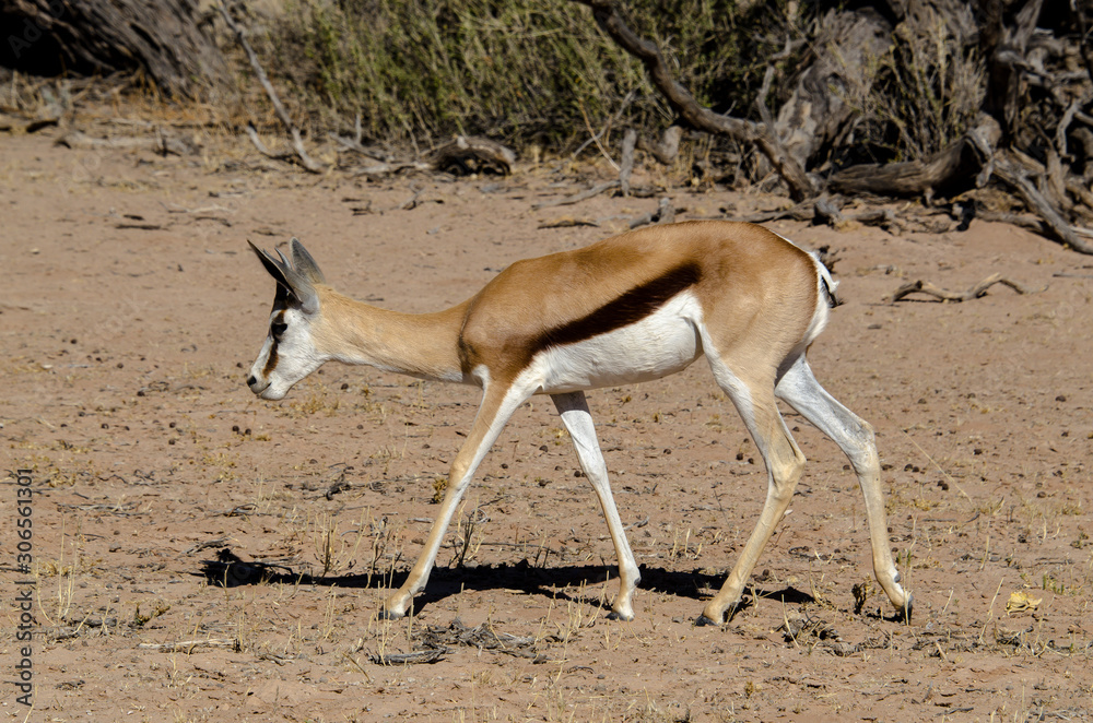 Springbok, Antidorcas marsupialis, Parc national Kalahari Gemsbok, parc transfrontalier de Kgalagadi, Afrique du Sud Springbok, Antidorcas marsupialis, Parc national Kalahari Gemsbok, parc transfrontalier de Kgalagadi, Afrique du Sud