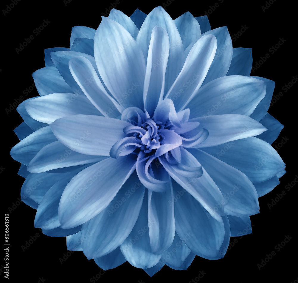 watercolor dahlia flower blue Flower isolated on black background. No shadows with clipping path. Close-up. Nature.