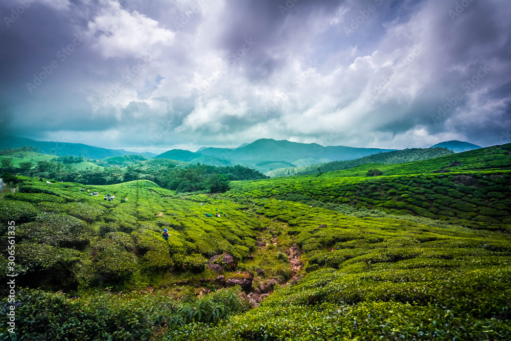 Tea fields esate and plantations in Munnar, India