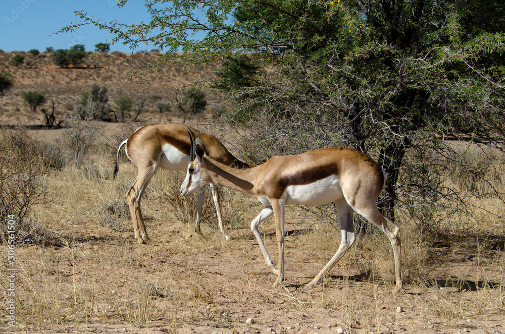 Springbok, Antidorcas marsupialis, Parc national Kalahari Gemsbok, parc transfrontalier de Kgalagadi, Afrique du Sud Springbok, Antidorcas marsupialis, Parc national Kalahari Gemsbok, parc transfrontalier de Kgalagadi, Afrique du Sud