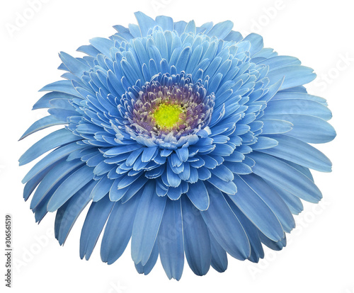 gerbera flower blue. Flower isolated on white background. No shadows with clipping path. Close-up. Nature