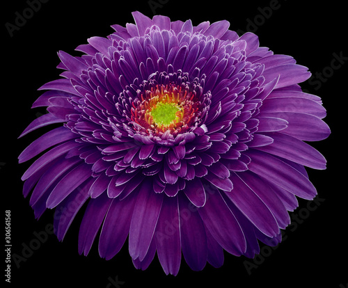 gerbera flower purple. Flower isolated on black background. No shadows with clipping path. Close-up. Nature