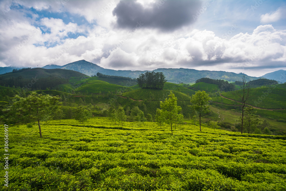 Tea fields esate and plantations in Munnar, India