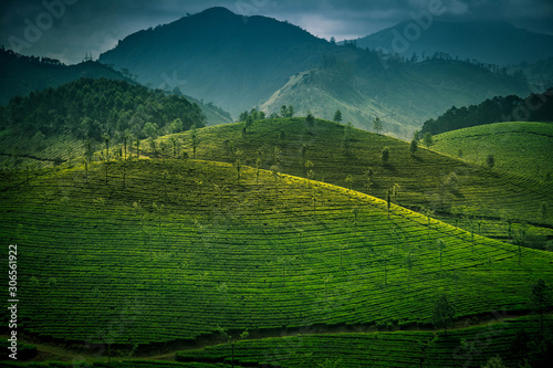 Tea fields esate and plantations in Munnar, India photo