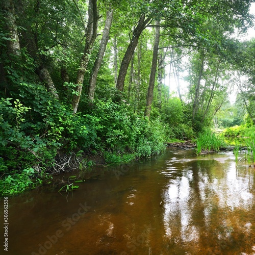 Forest river in Vilce, Latvia. photo